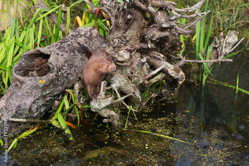 American mink (Neovison vison) fishing and swimming - posing near pond