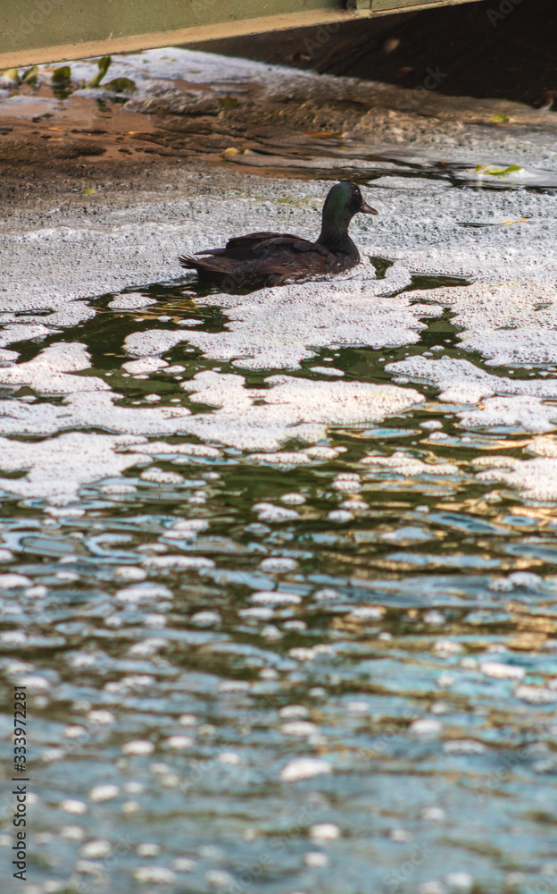 Fototapeta premium Pato nadando sobre lago lleno de espuma