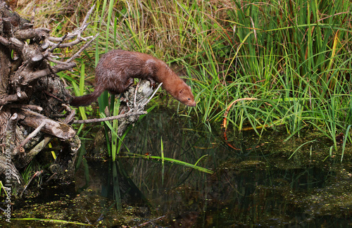 American mink (Neovison vison) fishing and swimming - posing near pond