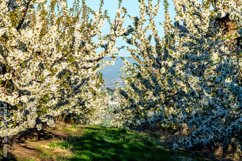 Idaho farm orchard in the spring time with flowering trees Idaho farm orchard in the spring time with flowering trees