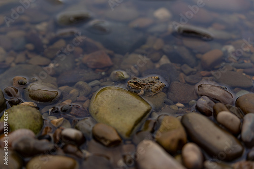 green frog stuck his head out of the water from the river with a rock bottom