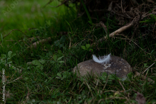 feather closeup on a stone with white bird