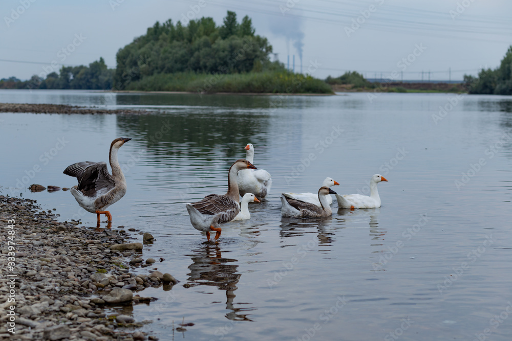 a flock of geese floats on the river a flock of geese floats on the river