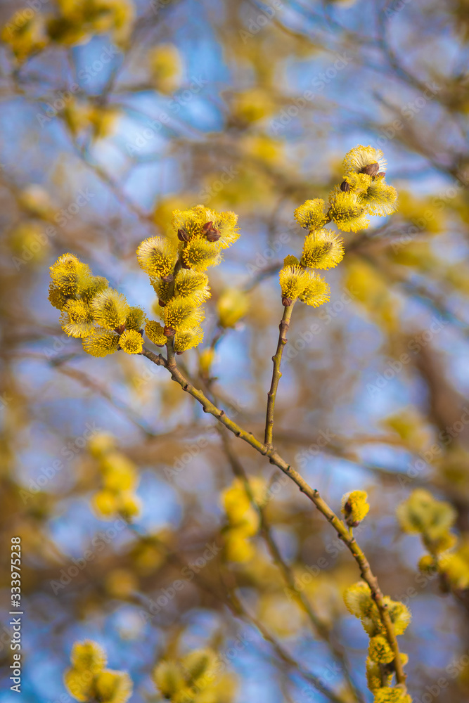 Willow blossom in spring. Bright yellow flowers against a blue sky. Willow blossom in spring. Bright yellow flowers against a blue sky.