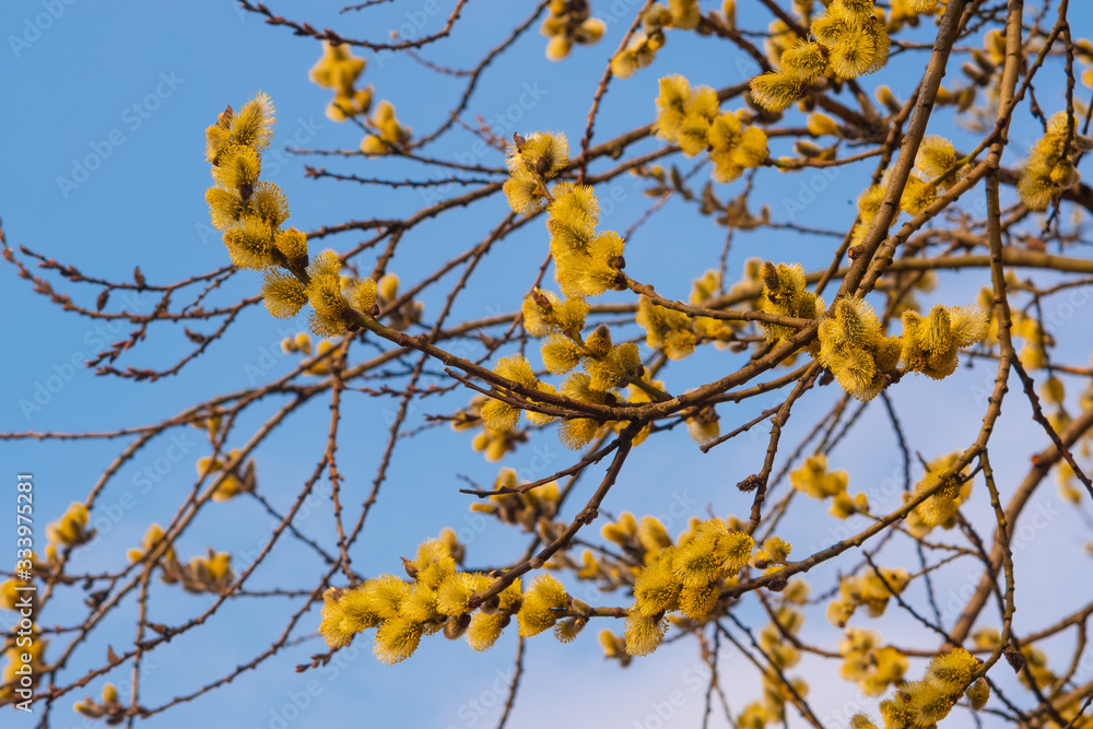 Willow blossom in spring. Bright yellow flowers against a blue sky. Willow blossom in spring. Bright yellow flowers against a blue sky.
