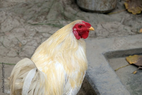 Domestic chicken on farm in Kumrokhali, West Bengal, India photo