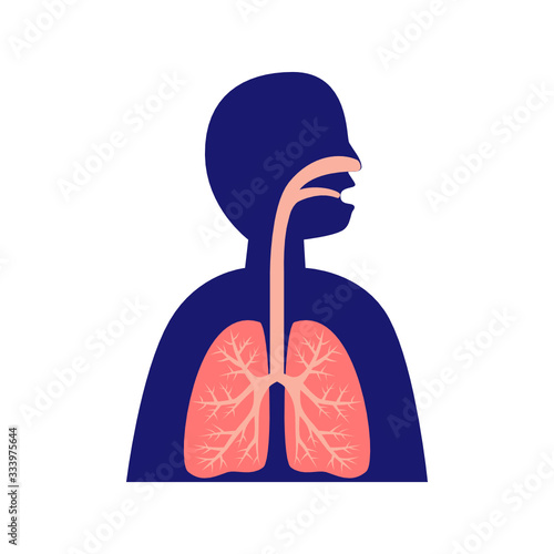 healthy human lungs flat design vector, respiratory system