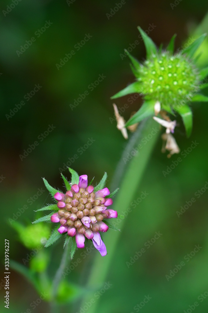 Teufelsabbiss Teufelsabbiss