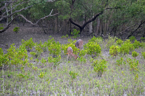 Young chital deer, Axis axis, Mangrove forest, Sundarbans, Ganges delta, West Bengal, India photo