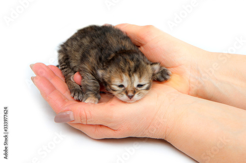 The cute small newborn kitten held in hands as a symbol of care for new life. Isolated on white background. 