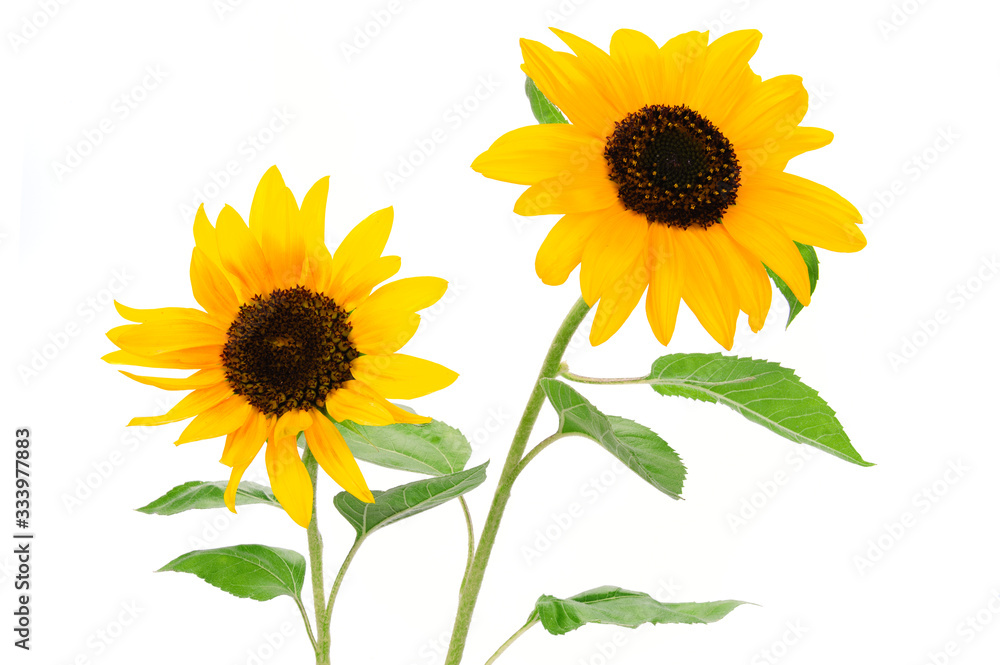 Fototapeta premium Two beautiful yellow sunflowers isolated on a white background