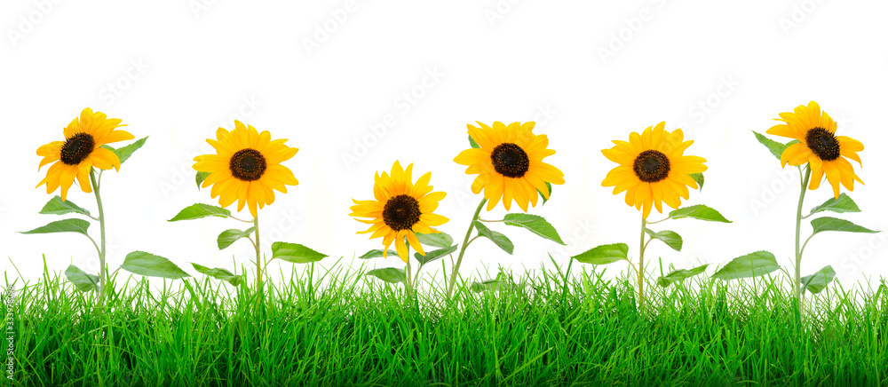 Fototapeta premium Wide natural green grass meadow with blooming sunflowers on a white background.