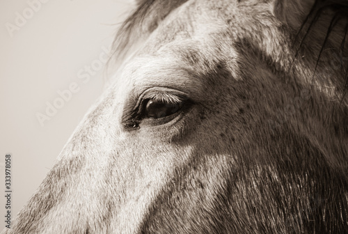 Horse eye close up of portrait