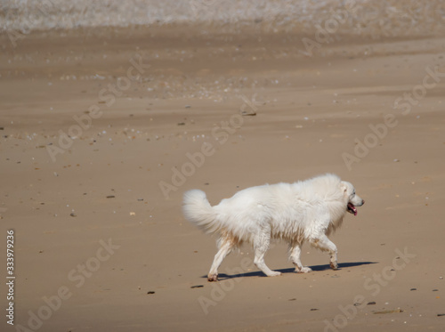 Vendée, France: Pyrenean mountain dog or patou on the beach of Bretignolles sur Mer. © mikisa studio