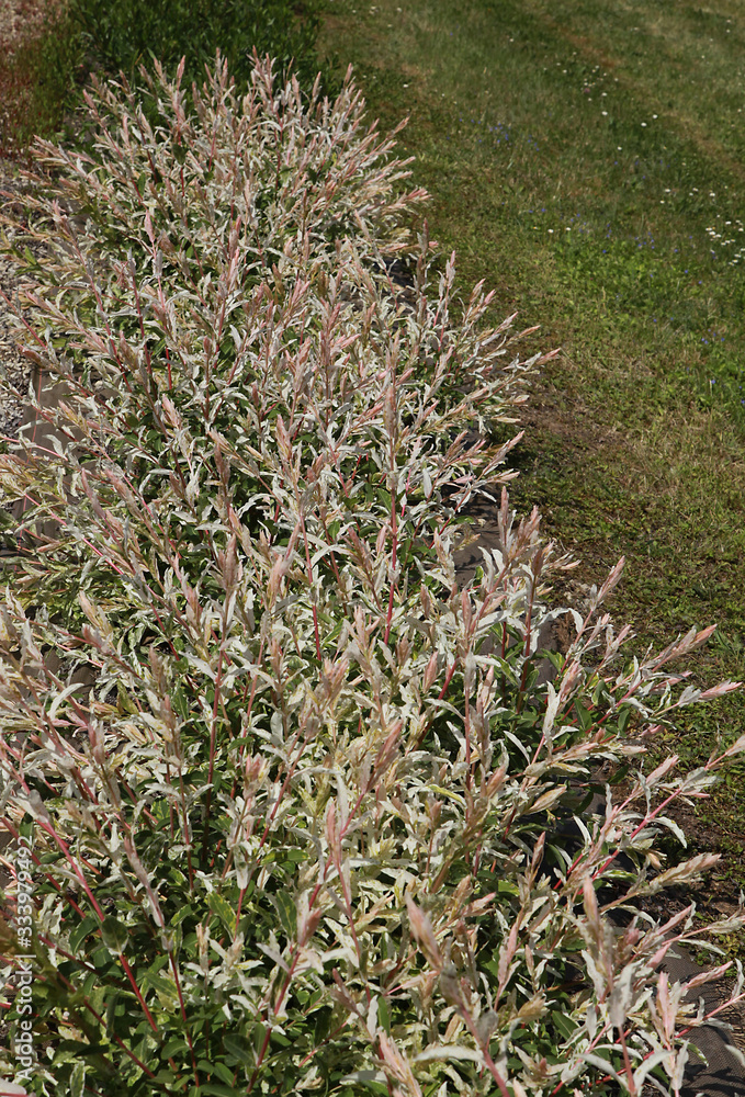 Haie de Salix integra 'Hakuro-Nishiki' Haie de Salix integra 'Hakuro-Nishiki'