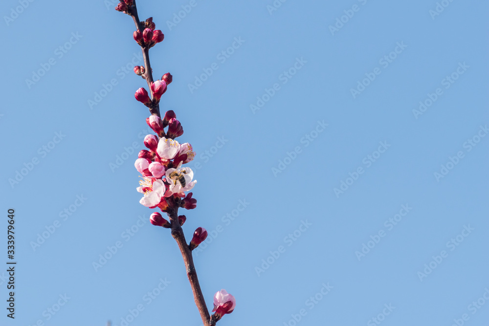 Close-up shot of pollination process of blossoming beatiful peach flowers performed by bees and bumble bees. Background out of focus due to shallow depth of field. Close-up shot of pollination process of blossoming beatiful peach flowers performed by bees and bumble bees. Background out of focus due to shallow depth of field.