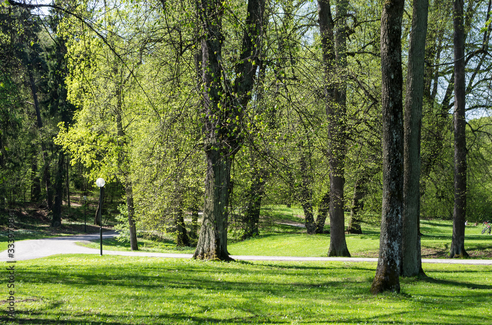 Naklejka premium Public park with freshly cut leaves on the trees and a walkway on a sunny day in the springtime.
