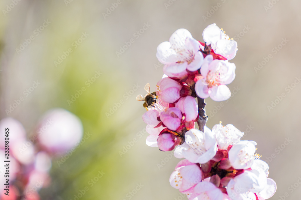 Fototapeta premium Close-up shot of pollination process of blossoming beatiful peach flowers performed by bees and bumble bees. Background out of focus due to shallow depth of field.