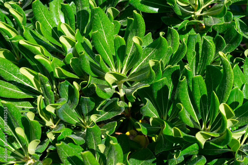 Fototapeta premium Herbal background made of young plants ща pittosporum tobira with fleshy leaves. Green ecological background with copy space