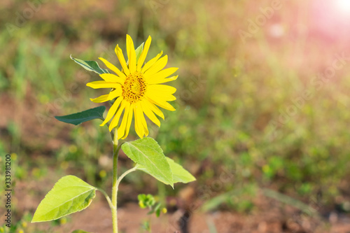 Bright sunflower is growing on the field and following sunlight. Concept of harmony and tranquility