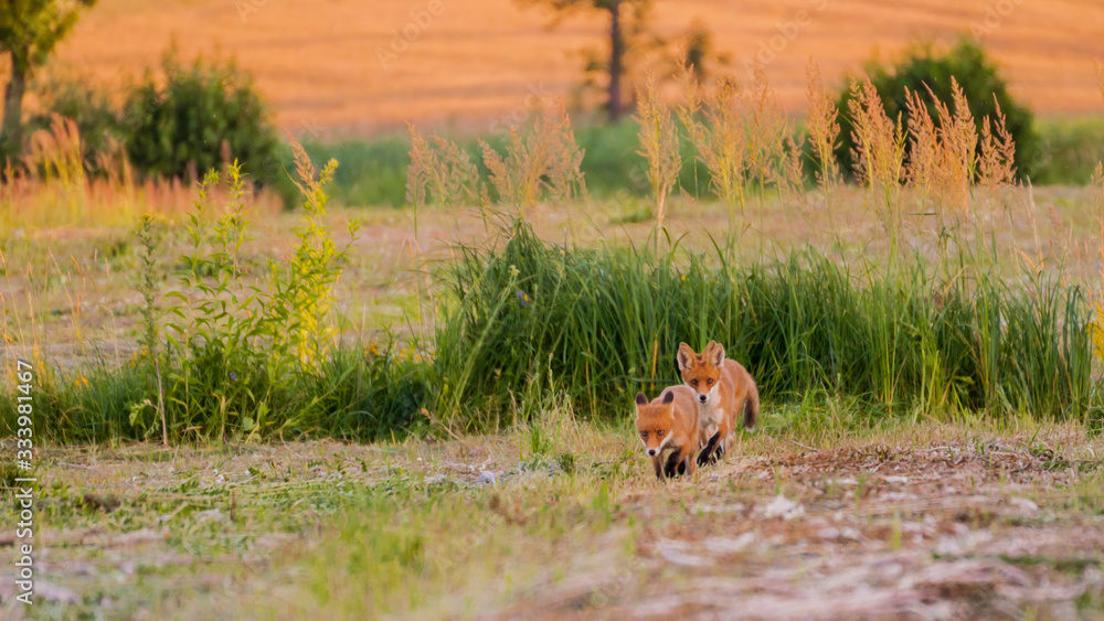 Fototapeta premium młode liski