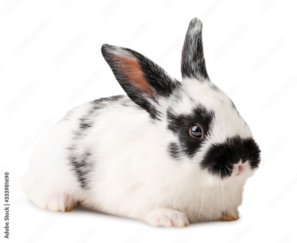 Small black and white rabbit close-up. Isolated Small black and white rabbit close-up. Isolated