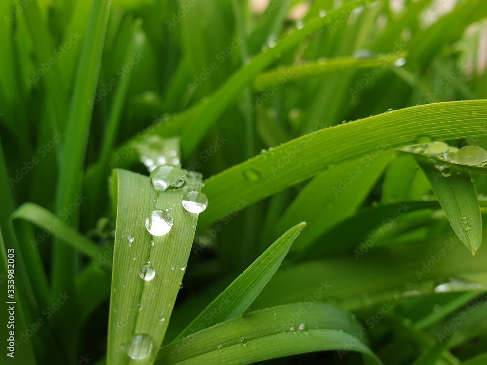 Fototapeta premium Gräßer an einem Regentag