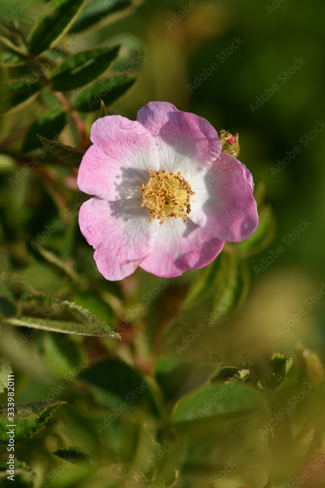 Hundsrose Hundsrose