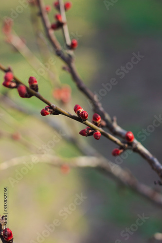 Branch with red buds. Spring apricot