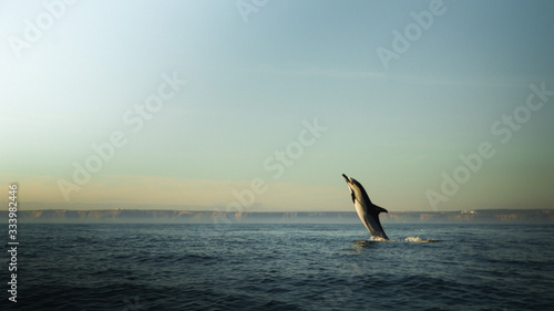 Common dolphins breaching out of the water