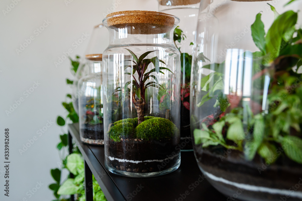 Small decoration plants in a glass bottle/garden terrarium bottle/ forest in a jar. Terrarium jar with piece of forest with self ecosystem. Save the earth concept. Bonsai, set of terrariums/ jars