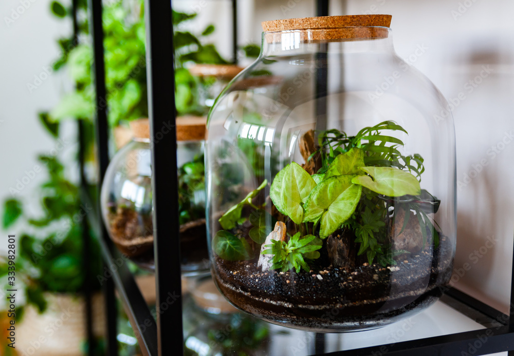 Small decoration plants in a glass bottle/garden terrarium bottle/ forest in a jar. Terrarium jar with piece of forest with self ecosystem. Save the earth concept. Bonsai, set of terrariums/ jars