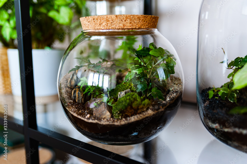 Small decoration plants in a glass bottle/garden terrarium bottle/ forest in a jar. Terrarium jar with piece of forest with self ecosystem. Save the earth concept. Bonsai, set of terrariums/ jars Small decoration plants in a glass bottle/garden terrarium bottle/ forest in a jar. Terrarium jar with piece of forest with self ecosystem. Save the earth concept. Bonsai, set of terrariums/ jars