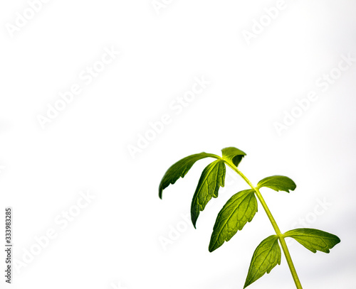 lovage plant isolated on white background