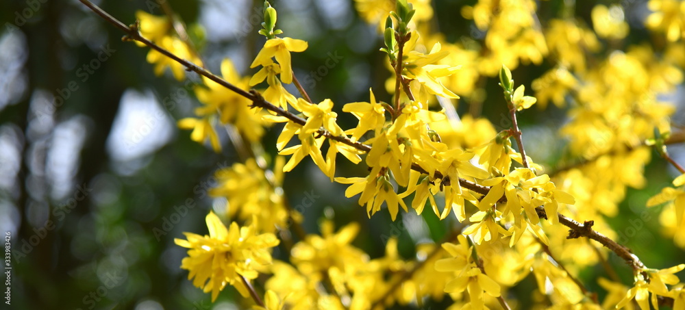 Leuchtend gelbe Forsythien Leuchtend gelbe Forsythien