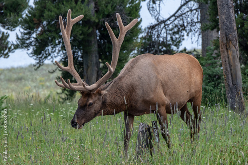 Elk in Yellowstone