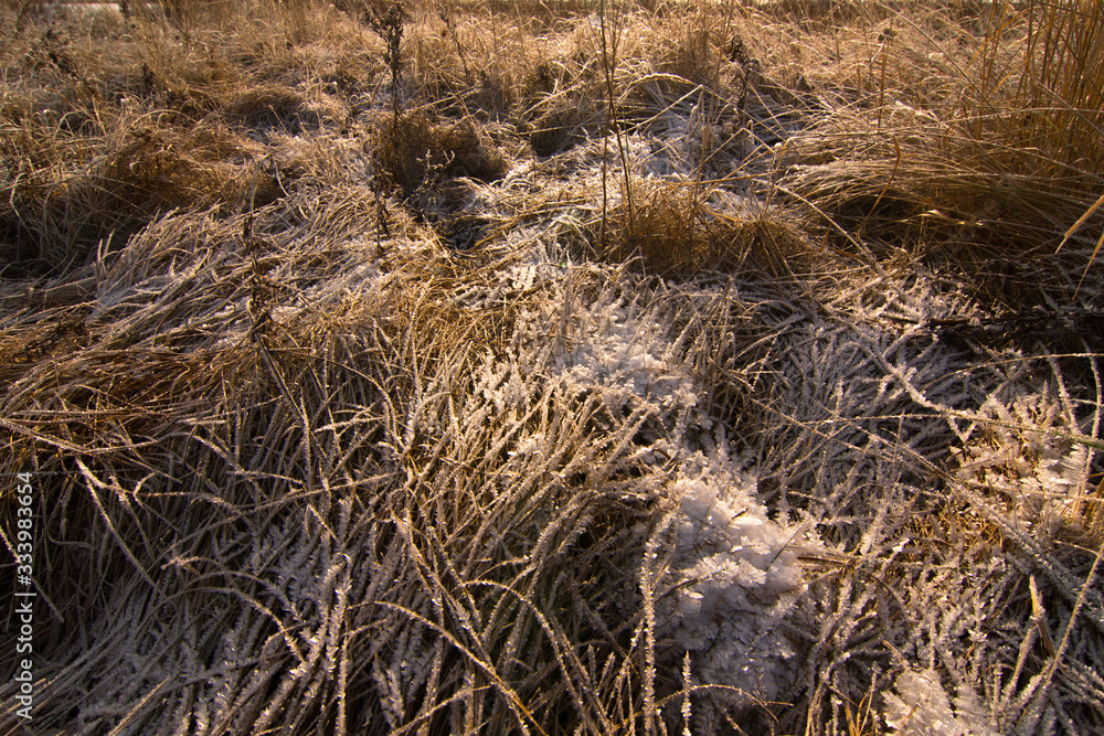 Yellowed grass is covered with a layer of snow Yellowed grass is covered with a layer of snow