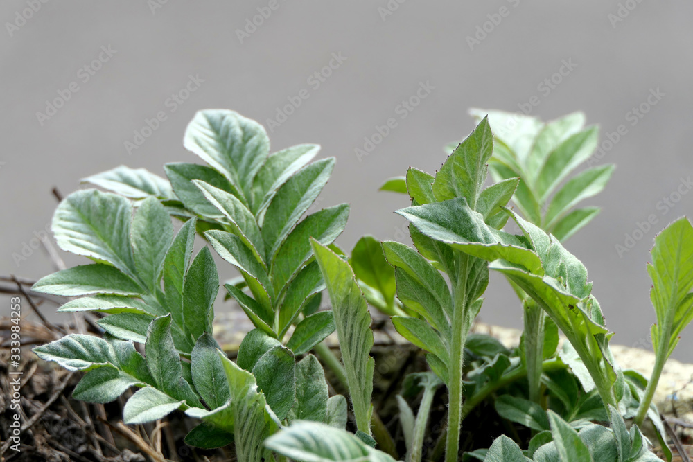 close up of a fresh green plant close up of a fresh green plant