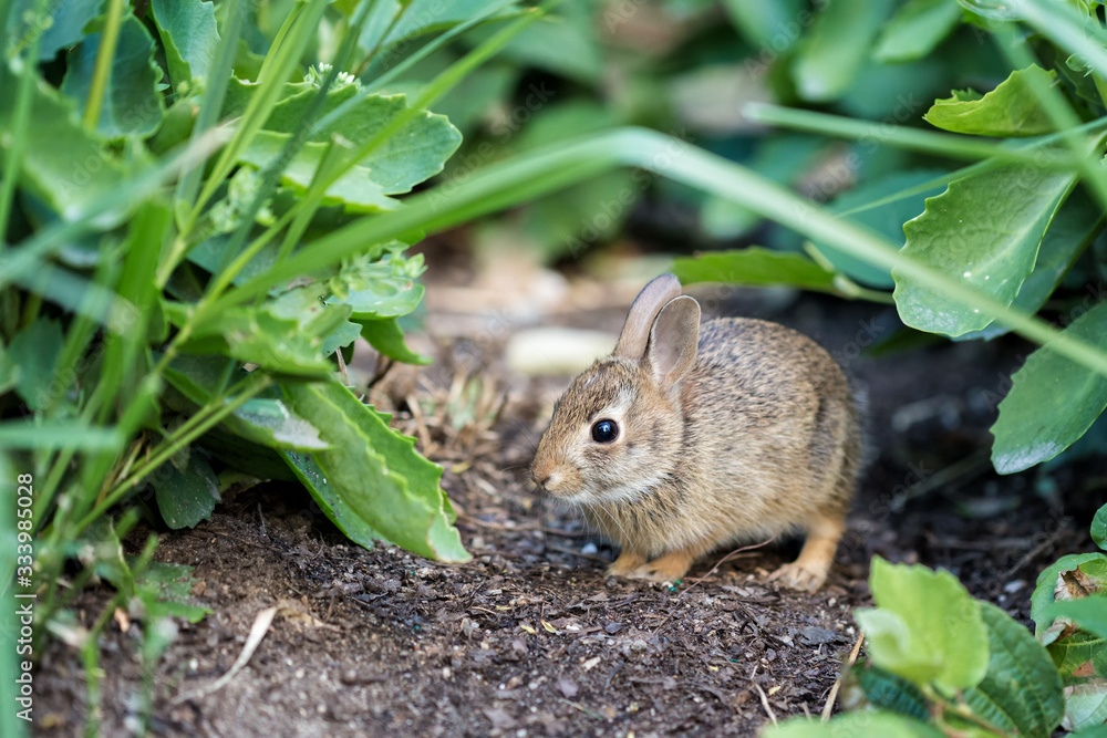 The Baby Rabbit Feeding Herbs The Baby Rabbit Feeding Herbs