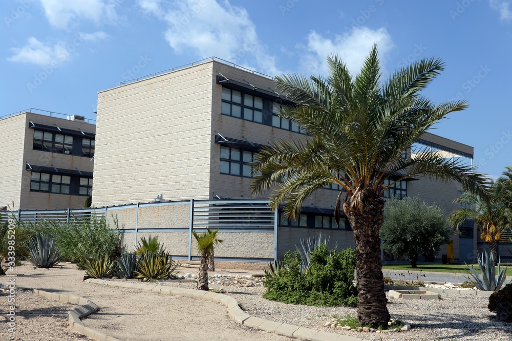 Date palms on the grounds of the Miguel Hernandez University in Elche, Spain