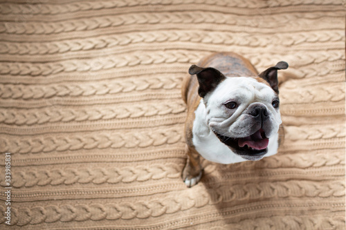 Bulldog on Blanket