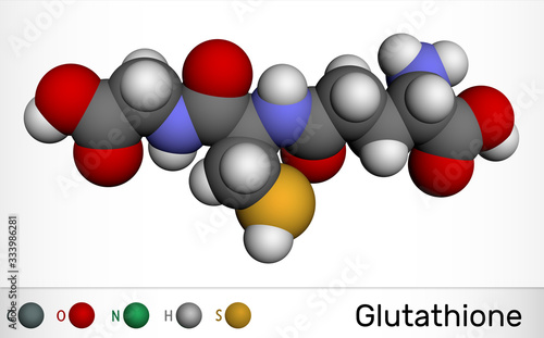 Glutathione, GSH, C10H17N3O6S molecule. It is an important antioxidant in plants, animals and some bacteria. Molecular model photo