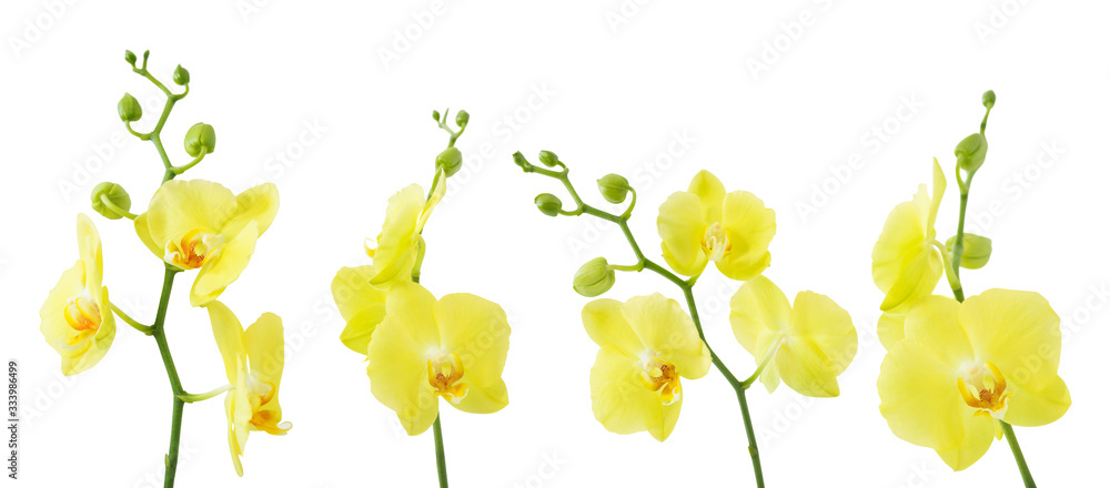 yellow orchids isolated on white background yellow orchids isolated on white background
