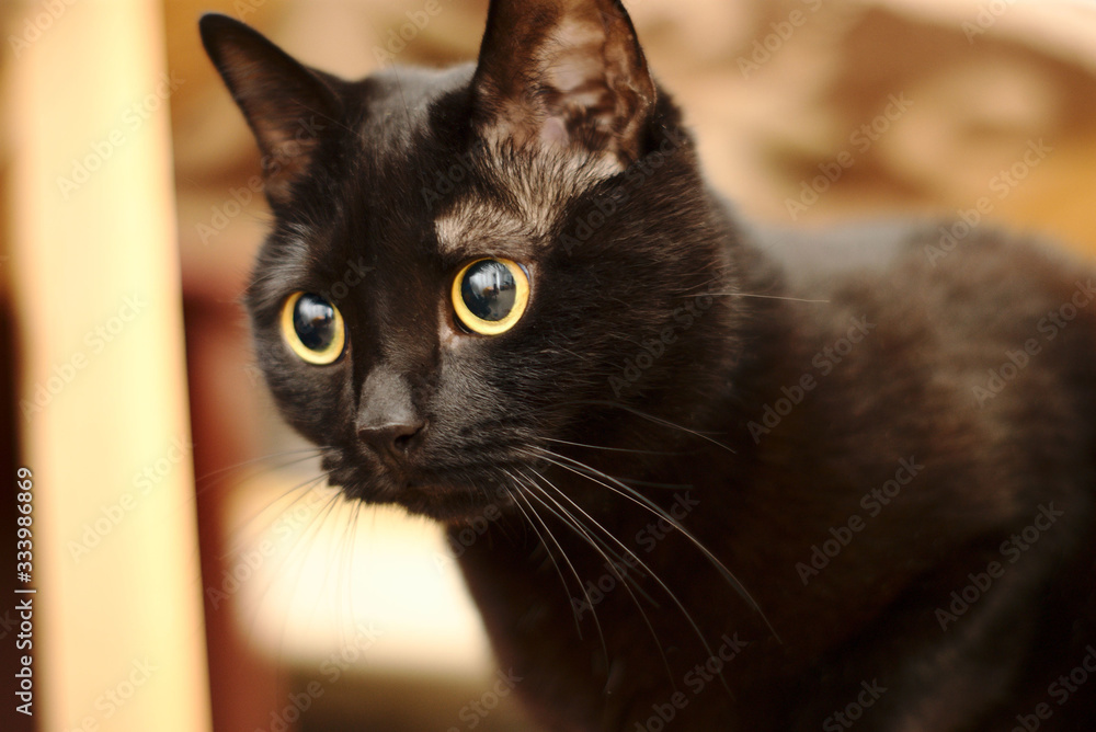 portrait of cute and clever black cat