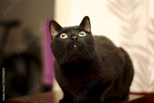 black cat looking up © Алексей Мягких
