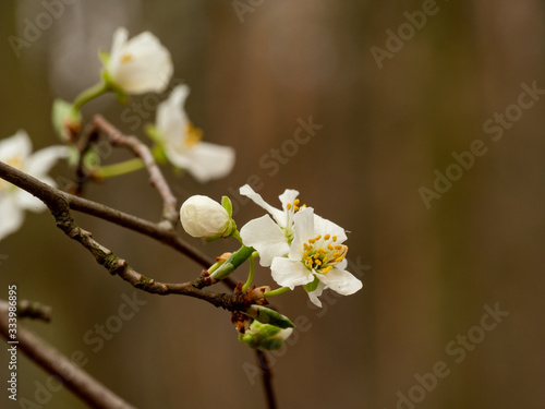 Blossoming of white flowers on a tree  early spring.