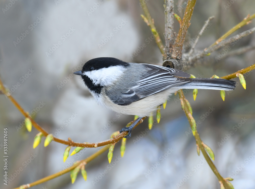 Fototapeta premium black capped chickadee bird on the tree branch