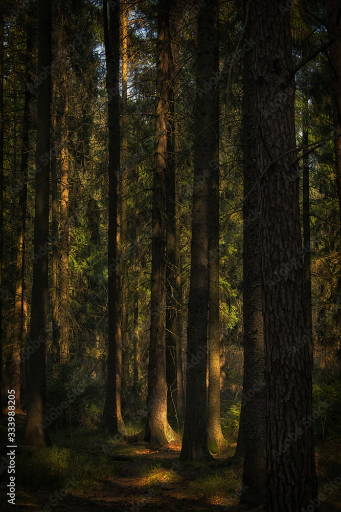 Fototapeta premium forest in autumn