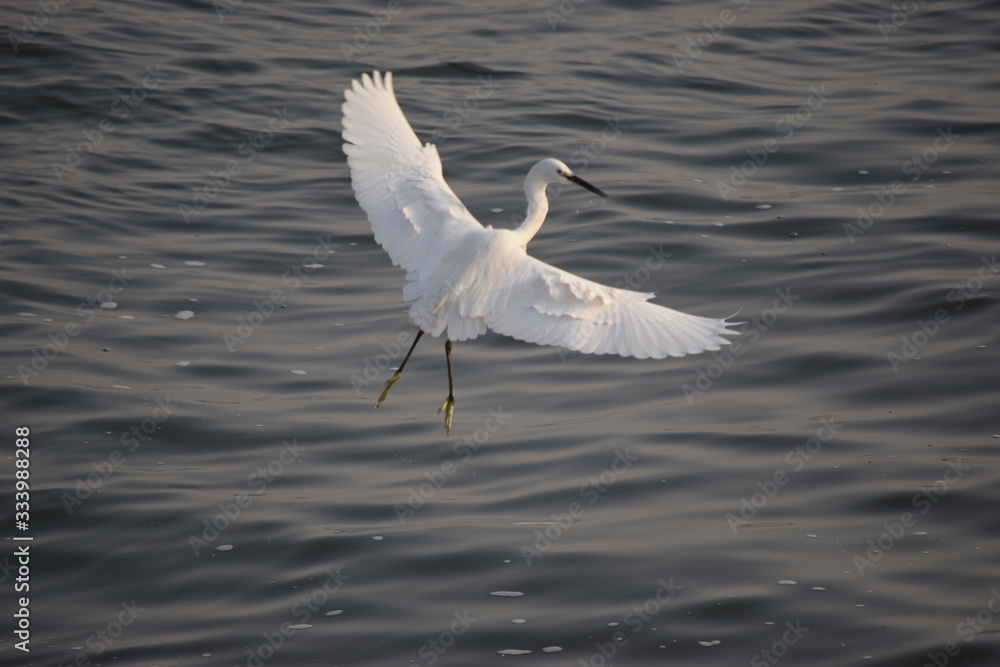 Close up view of Egret flying over the sea to catch fish Close up view of Egret flying over the sea to catch fish