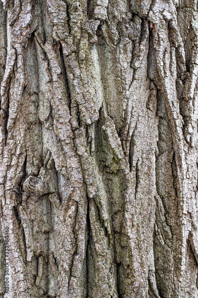 The texture of natural wood. Light wood background. The texture of natural wood. Light wood background.